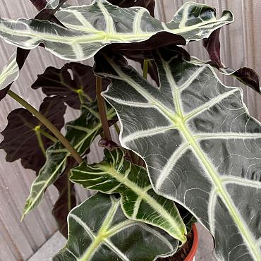 Alocasia amazonica 'Polly'