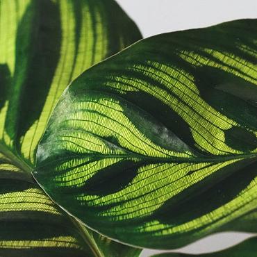Groene planten bladvdng gebr.750ml