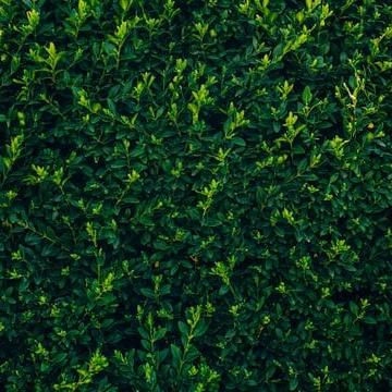 Groene planten bladvdng gebr.750ml