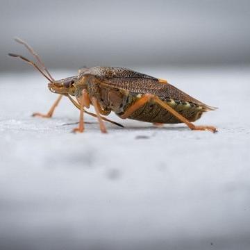 Aaltjes l tegen larven taxus-kever
