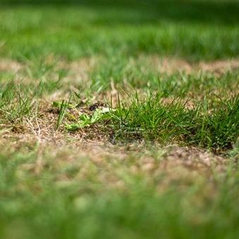 Aaltjes h tegen engerlingen 250mln