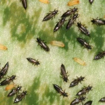 Aaltjes f tegen larven trips 15mln