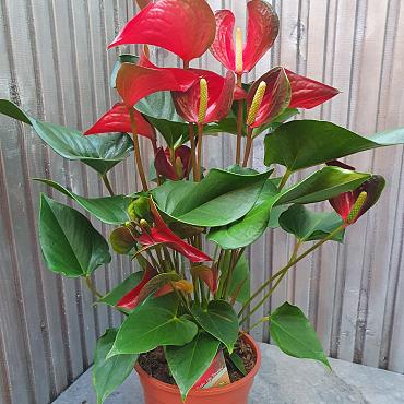 Anthurium 'Dynamite Red Imp'