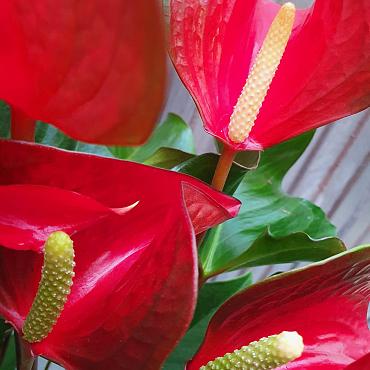 Anthurium 'Dynamite Red Imp'