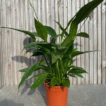 Spathiphyllum 'Bingo Cupido'