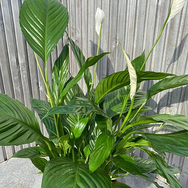 Spathiphyllum 'Bingo Cupido'