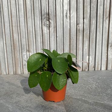Pilea peperomoides