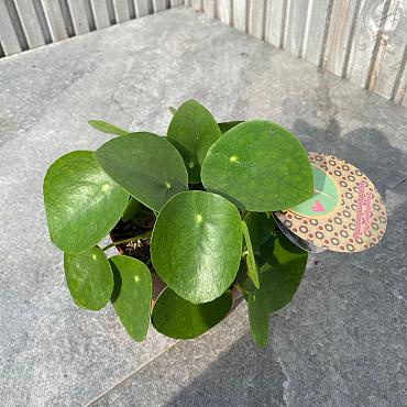 Pilea peperomoides