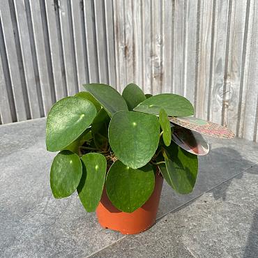 Pilea peperomoides