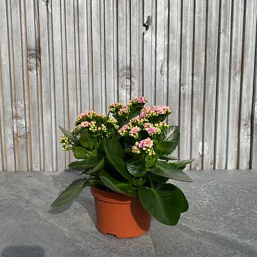 Kalanchoe blos. 'Calandiva Weaver'