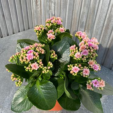 Kalanchoe blos. 'Calandiva Weaver'