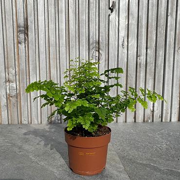 Adiantum raddi. 'Fritz-Luthi'