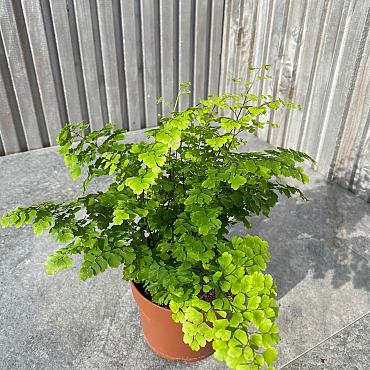 Adiantum raddi. 'Fritz-Luthi'