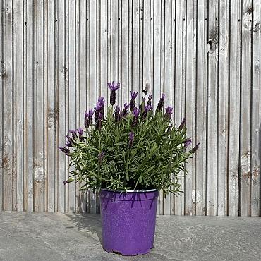 Lavandula stoechas purple Italië