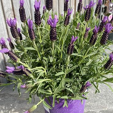 Lavandula stoechas purple Italië