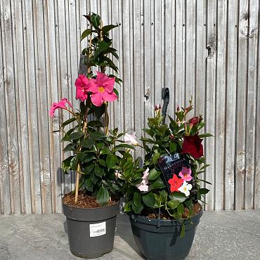 Dipladenia sundavilla 'Pink'