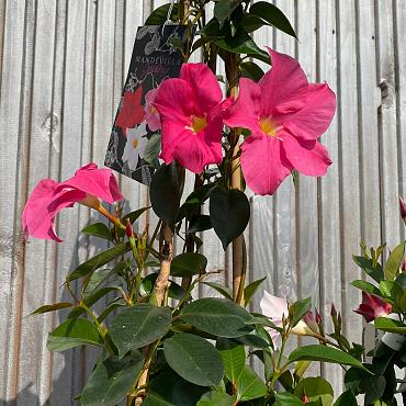 Dipladenia sundavilla 'Pink'