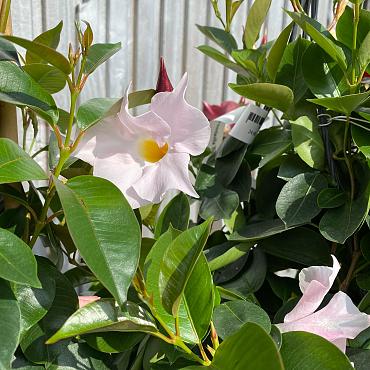 Dipladenia sundavilla 'Pink'