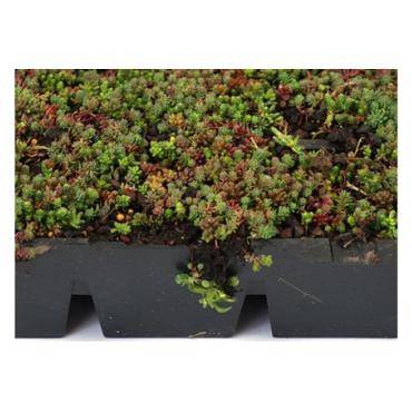Sedumcassette kant en klaar 57 cm x 38 cm x 6cm €15,80  p/s en €72,95 p/m2