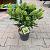 Skimmia jap. 'Finchy'®