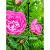 Steunring pinnup rond d38cm