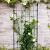 Trellis l incl. 4 muurbev. groen