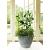 Pottrellis vario m l30h70cm