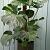 Monstera deliciosa ca 110 cm hoog.
