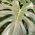 Monstera deliciosa ca 110 cm hoog.