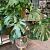 Monstera deliciosa ca 110 cm hoog.
