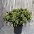 Skimmia jap. 'Fragrant Cloud'