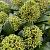 Skimmia jap. 'Fragrant Cloud'