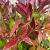 Leucothoe 'Zeblid'