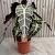 Alocasia amazonica 'Polly'