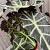 Alocasia amazonica 'Polly'