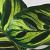 Groene planten bladvdng gebr.750ml