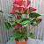 Anthurium 'Dynamite Red Imp'