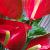 Anthurium 'Dynamite Red Imp'