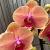Phalaenopsis 'Caribbean Dream'