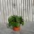 Pilea peperomoides