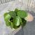 Pilea peperomoides