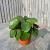 Pilea peperomoides