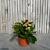 Kalanchoe blos. 'Calandiva Weaver'