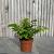 Adiantum raddi. 'Fritz-Luthi'