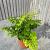 Adiantum raddi. 'Fritz-Luthi'