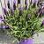 Lavandula stoechas purple Italië