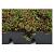 Sedumcassette kant en klaar 57 cm x 38 cm x 6cm €17.70  p/s en €72,95 p/m2