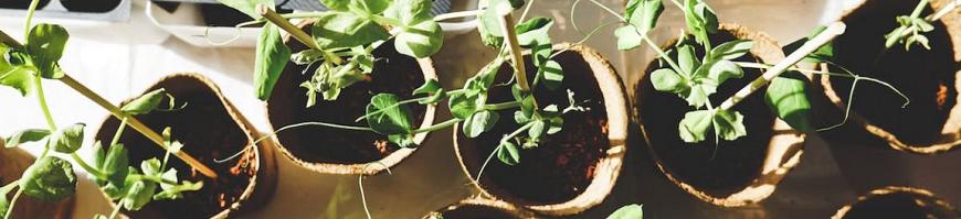 Moestuin Najaar/Winter