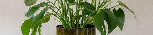 Kantoor & Studie planten