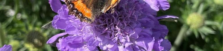 Tuinplanten Voorjaar/Zomer
